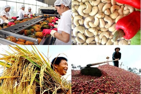 Công điện của Thủ tướng Chính phủ về chủ động triển khai các biện pháp bảo đảm sản xuất, chế biến, tiêu thụ và xuất khẩu nông sản