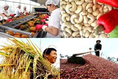Công điện của Thủ tướng Chính phủ về chủ động triển khai các biện pháp bảo đảm sản xuất, chế biến, tiêu thụ và xuất khẩu nông sản