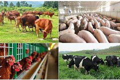 Hỗ trợ cơ sở sản xuất có động vật buộc phải tiêu hủy do dịch bệnh