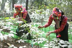 Quy định mới về nuôi, trồng, thu hoạch cây dược liệu trong rừng