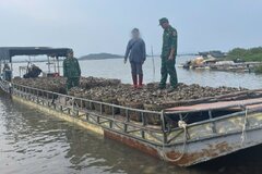 Bắt đối tượng chở lậu 4 tấn hàu từ Trung Quốc về Việt Nam tiêu thụ