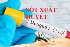 Thủ tướng Chính phủ chỉ đạo tăng cường phòng, chống bệnh sốt xuất huyết