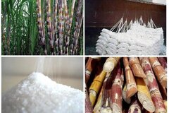 Nghiên cứu hỗ trợ doanh nghiệp mía đường duy trì sản xuất bền vững