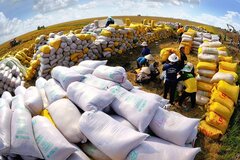 Thủ tướng yêu cầu tăng cường các giải pháp thúc đẩy sản xuất, xuất khẩu và ổn định thị trường gạo