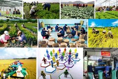 Quy định mới về thành lập Quỹ hợp tác xã địa phương hoạt động theo mô hình hợp tác xã