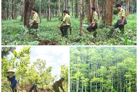 Hoàn thiện hàng lang pháp lý về xử phạt vi phạm hành chính trong lĩnh vực lâm nghiệp