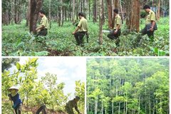 Hoàn thiện hàng lang pháp lý về xử phạt vi phạm hành chính trong lĩnh vực lâm nghiệp