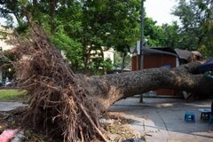 Cây xanh gãy đổ làm thiệt hại về người hoặc tài sản thì bồi thường thế nào?