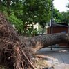 Cây xanh gãy đổ làm thiệt hại về người hoặc tài sản thì bồi thường thế nào?