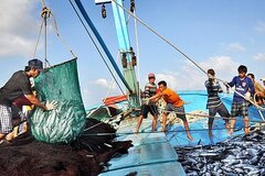 Thủ tướng yêu cầu tập trung thực hiện tháng cao điểm chống khai thác hải sản bất hợp pháp