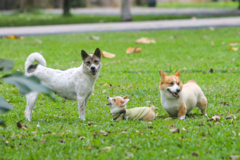 Thả rông động vật nuôi ở nơi công cộng bị phạt tới 1 triệu đồng