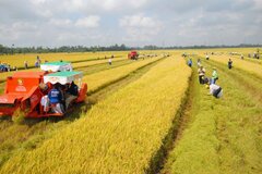 Các trường hợp được miễn thuế sử dụng đất nông nghiệp đến hết ngày 31/12/2030