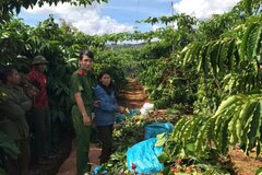 Bắt người phụ nữ trộm cắp cà phê của hàng xóm