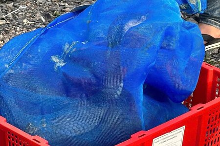 Số phận 676 cá thể rắn hổ mang vận chuyện ‘lậu’ ở Quảng Trị sẽ ra sao?