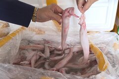 Phía sau 10 tấn cá bị tẩm chất độc