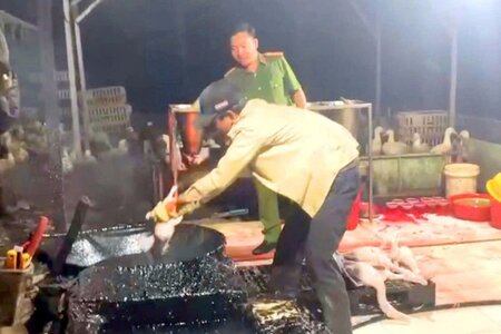 Dung dịch 'bí ẩn' trong lò giết mổ chui: Hiểm họa an toàn thực phẩm trước Tết