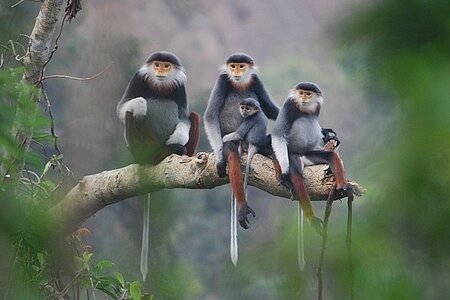 Hoàn thiện khung pháp lý về bảo tồn loài nguy cấp, quý, hiếm