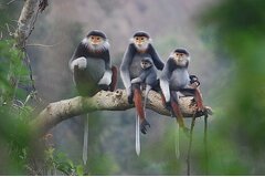 Hoàn thiện khung pháp lý về bảo tồn loài nguy cấp, quý, hiếm