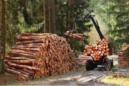 Hướng dẫn xác định nghĩa vụ thuế GTGT đối với lâm sản đã qua sơ chế