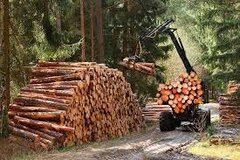 Hướng dẫn xác định nghĩa vụ thuế GTGT đối với lâm sản đã qua sơ chế