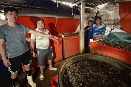 Ốc bươu ngâm 'thủy tinh lỏng': Cái giá phải trả cho hành vi trục lợi trên sức khỏe người dân