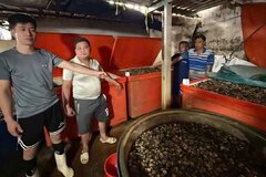 Ốc bươu ngâm 'thủy tinh lỏng': Cái giá phải trả cho hành vi trục lợi trên sức khỏe người dân