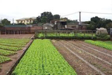 Nhân khẩu nào được tính hỗ trợ ổn định đời sống khi thu hồi đất?