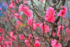 Em ở đâu giữa Tết xưa nhiều gió