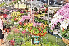 Những người bán hoa tết