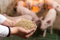 Kinh doanh thức ăn chăn nuôi có phải kê khai thuế GTGT?