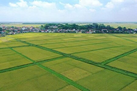 Vượt hạn mức đất nông nghiệp, có phải làm thủ tục thuê đất?