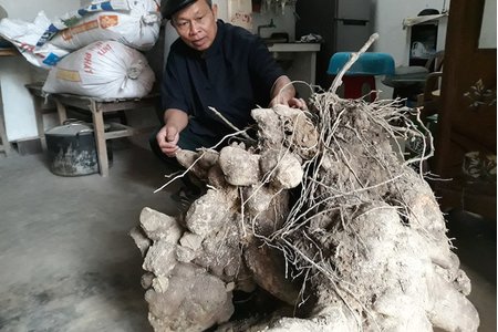 Nghệ An: 3 người đào hơn 1 tiếng, được củ khoai nặng 70kg 