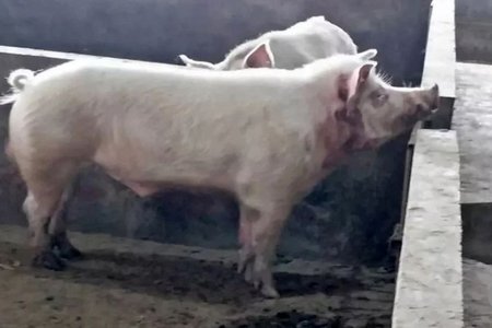 Nông dân thiệt mạng vì bị… 'lợn sát thủ' tấn công