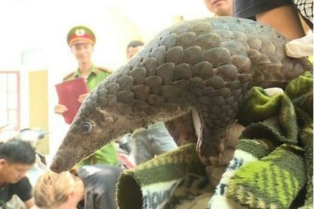 Thanh Hóa: Bắt giữ xe tải vận chuyển hơn 100kg tê tê, 48 cá thể rùa