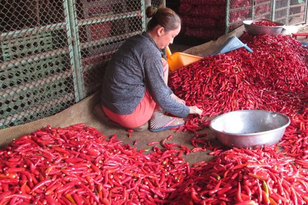 Vì sao Malaysia dừng nhập khẩu ớt Việt Nam?