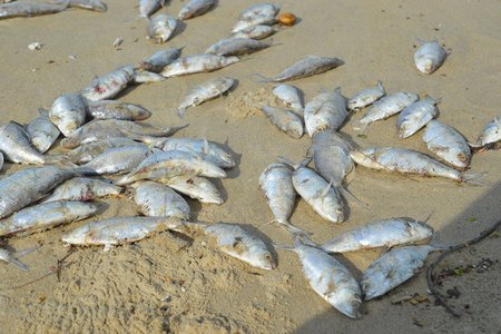 Cá chết trắng bờ biển Đà Nẵng có thể do nổ mìn