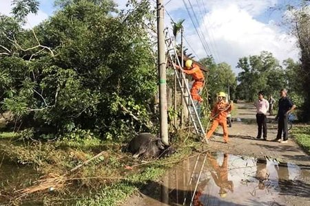 Trâu chửa lăn ra chết, lộ sự cố rò điện 