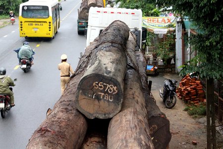 Phát hiện 4 xe đầu kéo chở hàng trăm tấn gỗ không rõ nguồn gốc