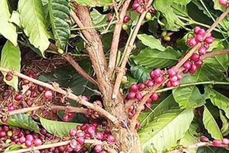 Lâm Đồng: Kẻ gian nhẫn tâm chặt hạ cả trăm cây cà phê của một hộ dân