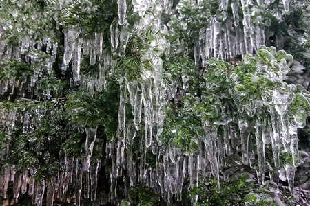 Cây cỏ Mẫu Sơn huyền ảo trong băng giá