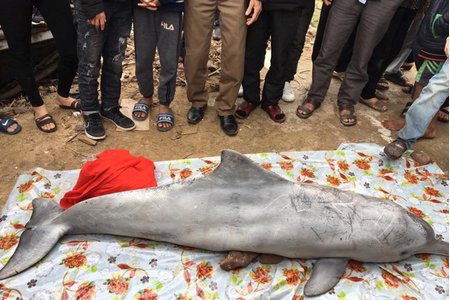 Nghệ An: Xác cá heo trắng gần 2m dạt vào bờ biển Cửa Hiền