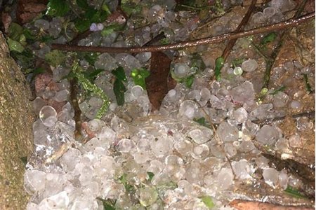 Mộc Châu: Mưa đá rơi 'trắng trời', hoa quả rụng la liệt