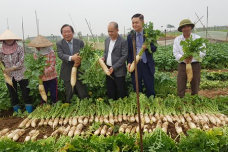 Xây dựng nhà máy chế biến củ cải: Hiện thực hóa chính sách vì nông dân