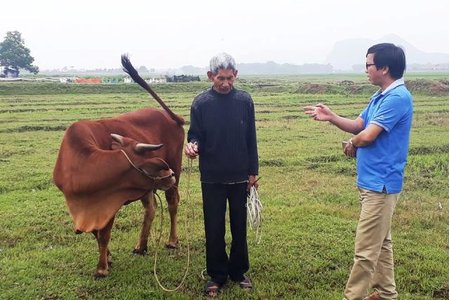 Thanh Hóa: Trâu, bò ra đồng gặm cỏ phải đóng phí, Giám đốc HTX nói gì?