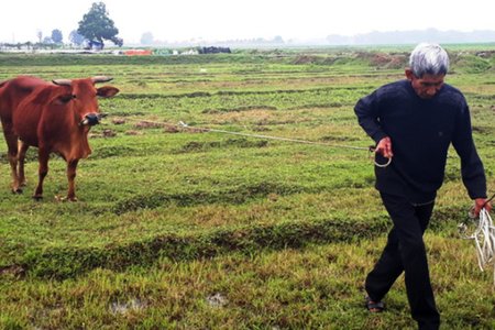Trâu, bò gặm cỏ phải nộp phí: Thanh Hóa yêu cầu HTX trả lại cho dân