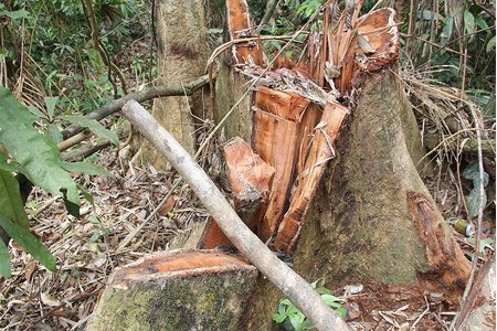 Đình chỉ 6 cán bộ  sau hàng loạt vụ phá rừng ở Quảng Nam
