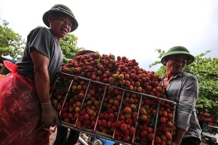  Vụ vải thiều giá 3.000/kg phải đổ sông: Bắc Giang lên tiếng