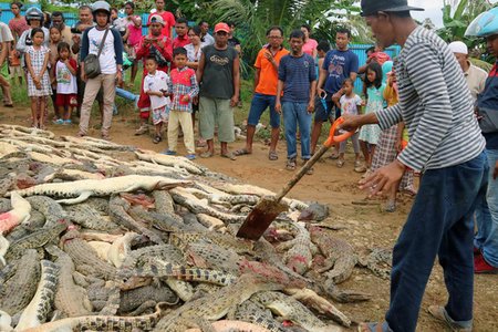 Cả làng cùng nhau giết 300 con cá sấu để trả thù cho hàng xóm