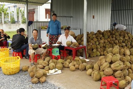 Vĩnh Long: Ùn ùn đi ăn sầu riêng 19.000 đồng/kg, ăn xong bỏ lại hạt