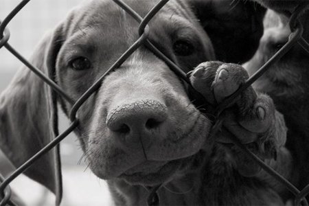 Lệnh cấm giết, bán thịt chó tại một số nơi trên thế giới